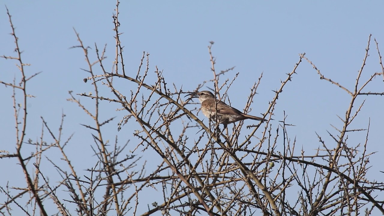 Bandurrita Comun Upucerthia dumetaria video