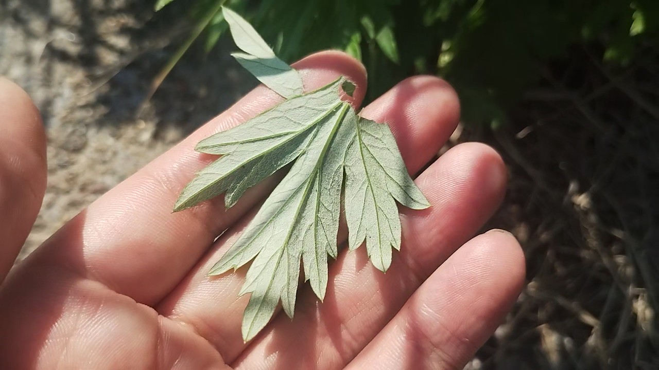 今日のアル中メシ　雑草