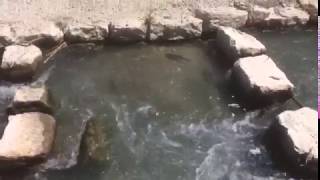 Fischtreppe Beim Hagneck-Kraftwerk