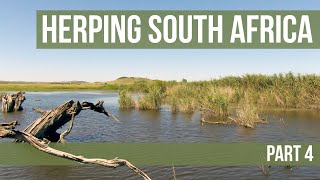 Herping South Africa Part 4 - Potchefstroom