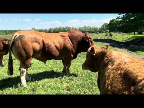 Ciklusfigyelő és természetes pároztatás
