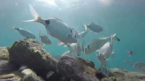 GoPro hero5 Session underwater test