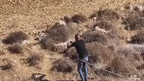 Ujkun e Shijakut e sulmon Demi pa besisht 🐂