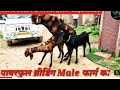 #2022 #Crossing #Meeting #powerful #breeding #Goat #Breeding #Sex time #बकरी का Goat #Crossing