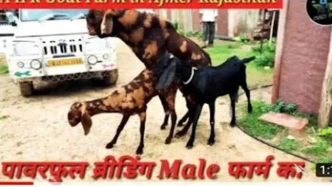 #2022 #Crossing #Meeting #powerful #breeding #Goat #Breeding #Sex time #बकरी का Goat #Crossing