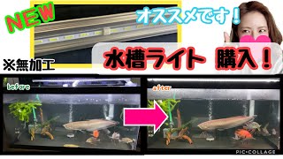 【水槽ライト】1200水槽のオススメライト！光の質にこだわった発色がよく見えるライト？！