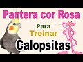 Assobio calopsita - música pantera cor de rosa para treinar calopsita