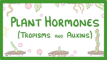 GCSE Biology - Plant Hormones - Tropisms & Auxins