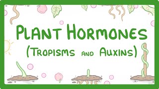 Plant Hormones - Tropisms & Auxins  #52