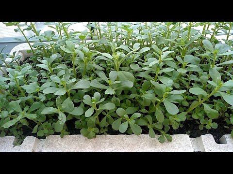 Video: Portulaca ruukussa: Konteissa kasvatettujen portulaca-kasvien hoito