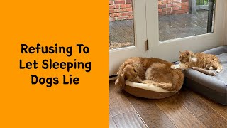 Download Lagu 50 Cats Who Declared Themselves Kings And Took Every Dog Bed In Sight MP3