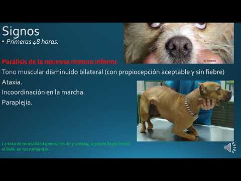 Video: Botulismo En Perros