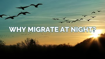 Why and how do birds migrate at night?
