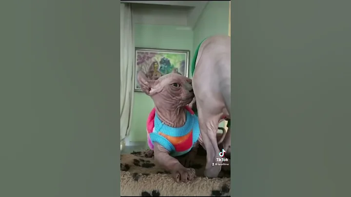 Watch the video about Funny kitten #kitten #funny #sphynx #cutecat #shortvideo #shorts #cute #funnycats