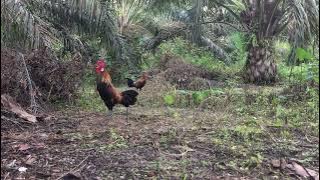 GARANG ‼️KEPAKAN AYAM HUTAN MUDA MENDATANGI PIKAT