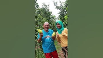 Jejak Si Gundul Datang ke Kebun Buah Naga! Kira-Kira Masak Apa Ya?