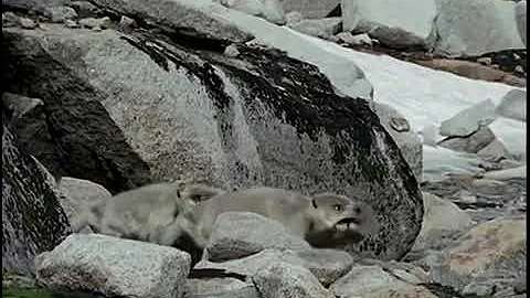 The Future is Wild (Animal Planet version)