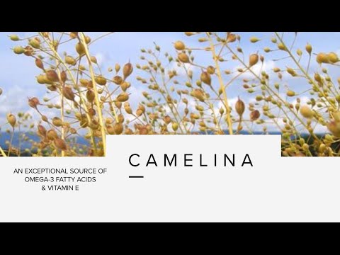 Camelina research - Diverse Field Crops Cluster