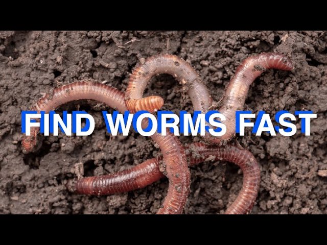 How to Catch Worms in Your Backyard - No Digging - How to Find