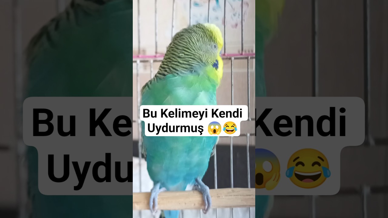 Balık Ne alaka 😱🫣 #birds #parrot #vogel #budgies #lovebirds #parakeet #muhabbetkuşu