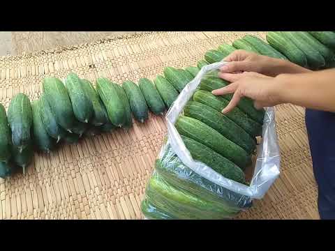 เคล็ดลับการแพ็คแตงใส่ถุงแบบง่ายๆ How to pack a cucumber into a simple bag.