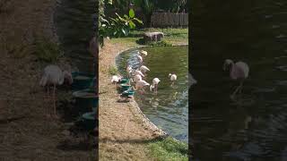 Flock Of Flamingos / Стая Фламинго