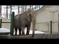 Obihiro Zoo in winter~冬のおびひろ動物園 2015 の動画、YouTube動画。