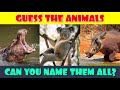 Animal Quiz: Guess the Animal Species