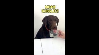 Labs Try SPARKLING WATER For The First Time...