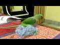 fighting parrot