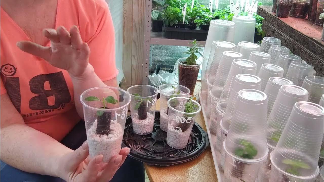 07.03.2023 🌿Укореняю метельчату гартензию в торфяные пробки ...