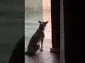 as Vezes a felicidade é simples🐶♥️#viral#cachorro#pet#fofura