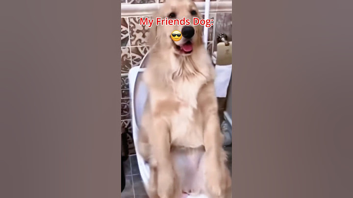 My Dog Vs. My Friends Dog 🤣🦮