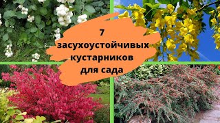 Засухоустойчивые неприхотливые кустарники для сада, которые практически не требуют ухода