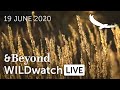 WILDwatch Live | 19 June, 2020 | Afternoon Safari | South Africa