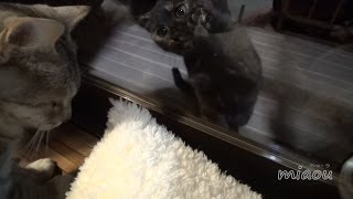 stray cat to visit in the middle of the night