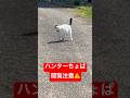 優秀なハンターのちょぱ!びびを呼んだらちょぱが帰って来て…ハンターシーンが苦手な方は閲覧注意⚠️ #びびちょぱ #呼んだら帰ってくる #農家の猫 #cats #ネコ #cats #ねこ