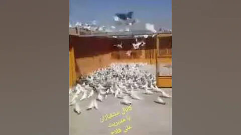 Kabootar Bazan Iran from Behzad Sadeghi 2016 summer