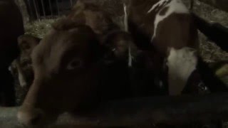 Tierarzt gummischürze ᐅᐅ wasserdicht Tierarzt gummischürze Viele Kühe