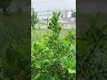 صوت المطر قطرات المطر تهطل على اوراق الاشجار 2  وقت النوم