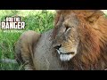 Lions, Elephants, Lioness Stalks Zebra, Half-Eaten Hippo | Maasai Mara Safari