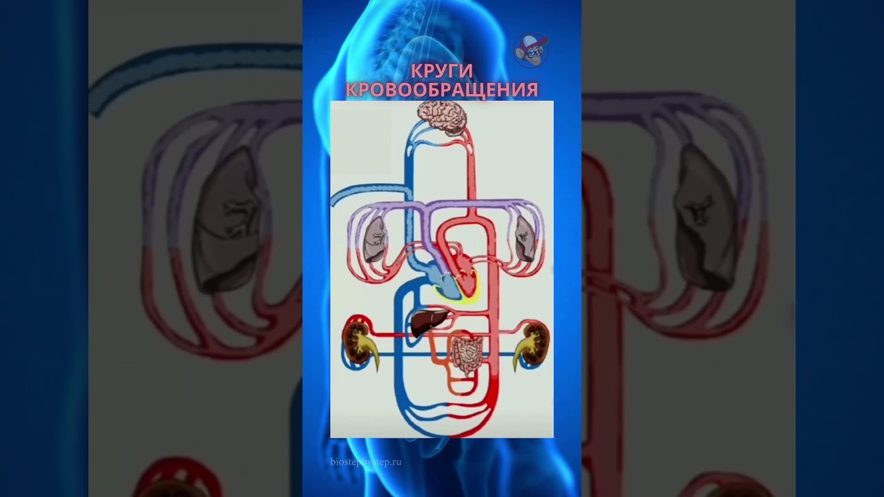 Движение крови по кругам кровообращения #anatomy #biology #science