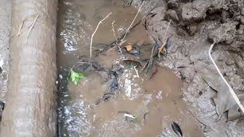 Đặt Cá Bống Dừa Bằng Những Chai Nhựa Tự Chế,  Và Kết Quả Sẻ Như Thế Nào...