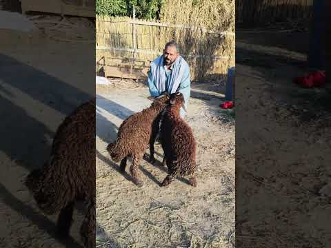 يا تلحق يا متلحقش 01011081886  01020961281