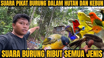 MIKAT BURUNG, SUARA PIKAT SEMUA JENIS BURUNG LIAR DI HUTAN DAN DI KEBUN ANTI BONCOS