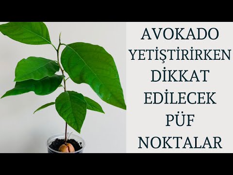 Video: Avokadom Meyve Kaybediyor - Avokado Ağaçlarında Erken Meyve Düşmesinin Nedenleri