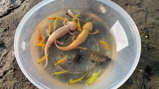 Amazing Unbelievable Founding Results!! Caught alot of Beautiful Axolotl Salamander KOI Betta Turtle