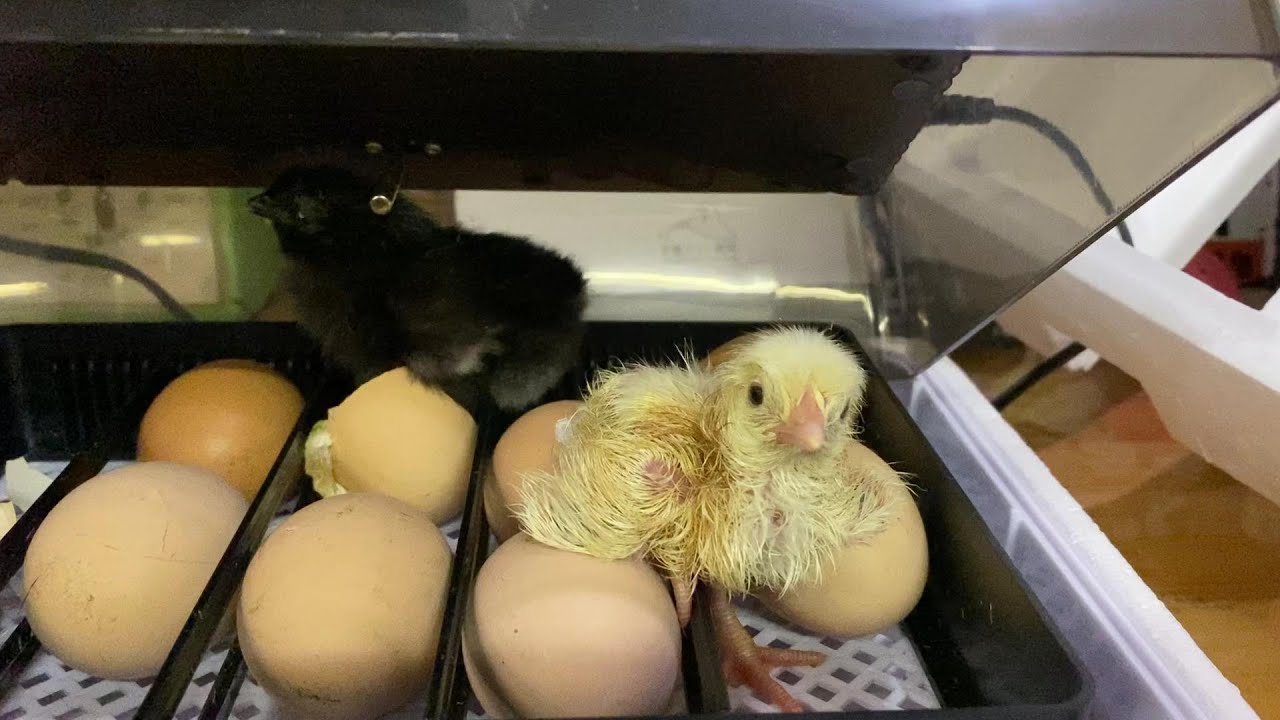 はじめての孵化に挑戦！鶏の卵10個を孵卵器に入れてみた