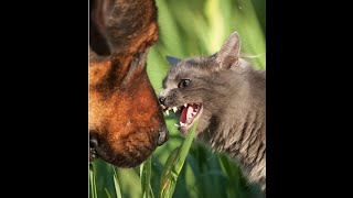 Annoying Cat Plays With Dog