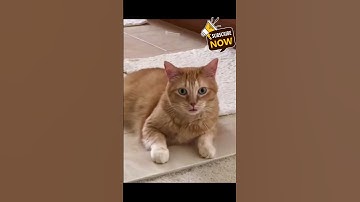 Caught in the Act? These Cats Pretend Like Nothing Happened 😼🙈